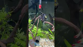 75 Gallon Angelfish and Discus community fish tank fishtank angelfish aquarium [upl. by Seyler]