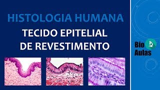 Tecido Epitelial de Revestimento Características Funções Classificação Histologia Humana [upl. by Christenson]