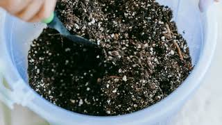 Transform Your Garden with This Perfect Soil Mix 🌱 Easy DIY Guide [upl. by Ardnosak794]