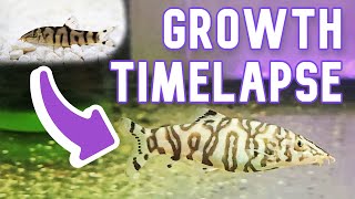 YoYo Loach Growth Timelapse  Juvenile to Adult [upl. by Nnylsaj27]