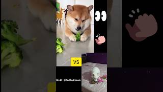 Yah Dog Vegetable Ke Rhe Hai Vs Mare Dog Pedigree Ke Rhe hai 🐾💕❤️ doglover youtubeshorts shorts [upl. by Assilram]