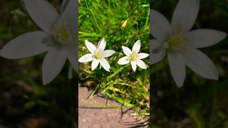 Ornithogalum Umbellatum nature youtubeshorts flowers shorts plants floral white forest life [upl. by Lahcear]