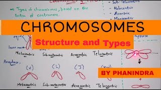 Chromosome structure and its types  By Phanindra guptha [upl. by Neyr]