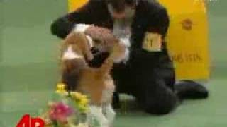 Beagle Is Numero Uno at Westminster [upl. by Assile603]