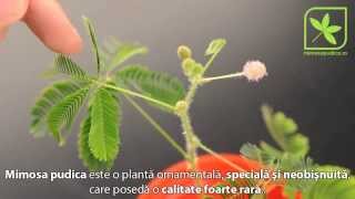 Mimosa pudica  Planta miscatoare [upl. by Millda]