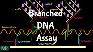 Branched DNA Assay  bDNA Assay  Single Plex Assays  Multiplex Assays [upl. by Zantos]