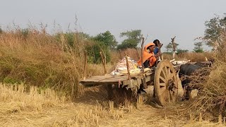 bullock cart heavy load  bullock cart race lifestyle [upl. by Olivero364]