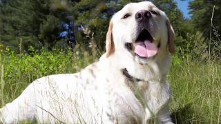 Labrador Retriever Dog deShedding [upl. by Costanza938]