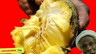 😲Better than SOURSOP Really mountainsop [upl. by Attelra]