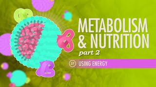 Metabolism amp Nutrition Part 2 Crash Course Anatomy amp Physiology 37 [upl. by Tepper]