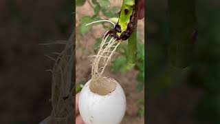 How to use eggshells to extract rose branches [upl. by Azriel156]