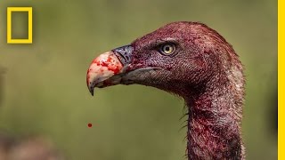 Vultures  Photographing the Antiheroes of Our Ecosystems  Exposure [upl. by Ilrebmyk]