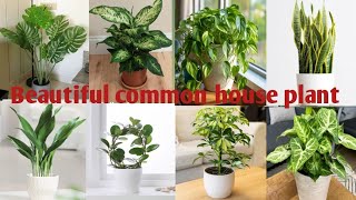 Beutiful Home Plants l Ghar mein Rakhne Wale pla paudheviral viralvideo nature [upl. by Mark]