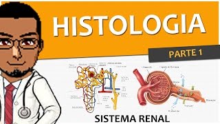 Sistema Excretor  Renal  Urinário 02  Histologia dos Rins P1 Néfrons [upl. by Haslett]