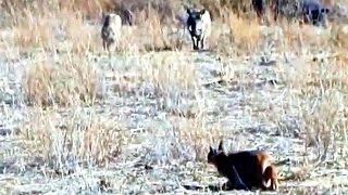 Incredible Attempt by a Caracal at Hunting Warthogs  Latest Wildlife Sightings [upl. by Sivehc]