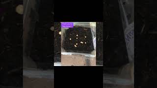 DIY Growing Planting Falsa Seeds at Home Grewia asiatica بیج سے فالسہ اگانا [upl. by Windy]