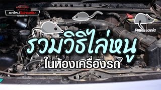 รวมวิธีไล่หนูในห้องเครื่องรถ [upl. by Ekud]