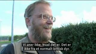 Danish cryptozoology documentary [upl. by Hudis]