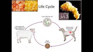 Echinococcus [upl. by Imef]