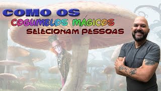 COMO OS COGUMELOS MÁGICOS SELECIONAM PESSOAS [upl. by Ellehsim]