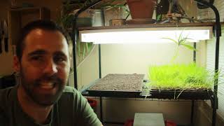 13 Light  Home Microgreens Production [upl. by Llenoil853]