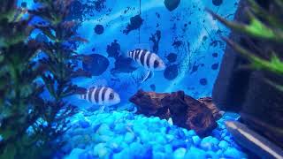 quotCape Mpimbwequot Cyphotilapia gibberosa Frontosa [upl. by Eiser49]