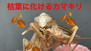 Deroplatys lobata adult female マレーシア🇲🇾枯葉カマキリ [upl. by Niggem]