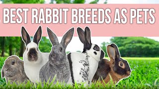 Best Rabbit Breeds as Pets [upl. by Kaslik]