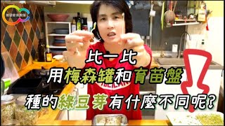 比一比 用梅森罐和育苗盤種的綠豆芽有什麼不同呢｜玩聚家生活館 [upl. by Berta113]