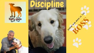 Disciplining a Naughty Golden Retriever with Diarrhea  Effective Training Methods goldenretriever [upl. by Lali]