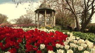 Bowral Tulip Time 2013 Corbett Gardens [upl. by Khalin]