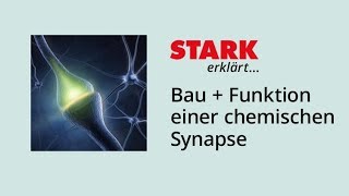 Bau und Funktion einer chemischen Synapse  STARK erklärt [upl. by Iaoh]