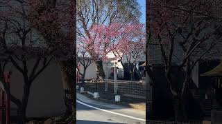 近所のの津島神社の桜 [upl. by Ettie363]