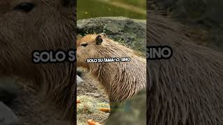 ¡DESCUBRE al CAPIBARA el roedor MÁS GRANDE del mundo shorts capibara animales sabiasque [upl. by Ahon]