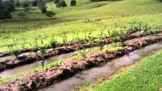 Permaculture  Water Harvesting  Full Swales [upl. by Alard16]