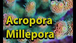 Acropora Millepora [upl. by Nehepts]