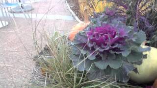 Brassica oleracea  Ornamental Kale [upl. by Thebazile]