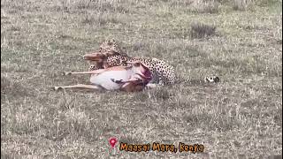 Impala Eaten Alive By Cheetah wildlife cheetah maasaimara [upl. by Lashondra463]