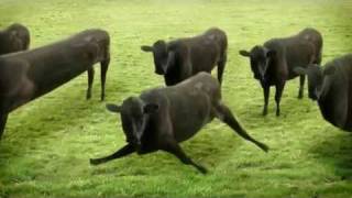 Cows Cows Cows animation [upl. by Hakim]