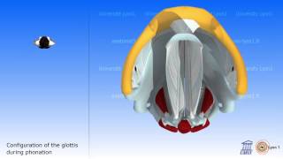 Vibration of the Vocal Folds [upl. by Ennoved853]