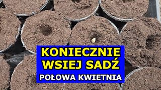 KONIECZNIE Wysiej Sadź te Warzywa w Połowie Kwietnia Co siać sadzić w Kwietniu Kalendarz Ogrodnika [upl. by Illa]