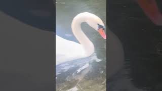 Greylag Goose Gets Pecked By Mute Swan  Thornes Park birds avian nature [upl. by Geanine]