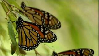 Migration of the Monarchs [upl. by Eellek]