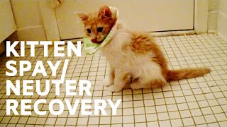 Caring for Cat after Spay Foster Kitten Spay and Neuter Surgery Recovery [upl. by Wessling]