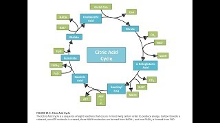 Krebs Cycle  Botany Tamil [upl. by Akived623]