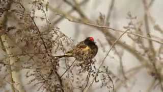 Redfronted Serin  Rotstirngirlitz Serinus pusillus [upl. by Emmott]