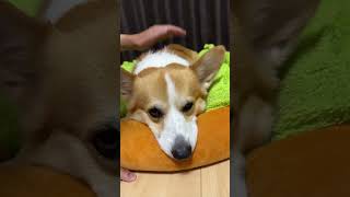 週末のウィラーワン  Weekend Willerman corgi shrots コーギー [upl. by Anaitat]