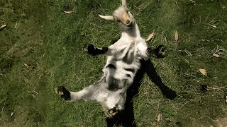 How Do Fainting Goats Survive in the Wild [upl. by Sirromaj]