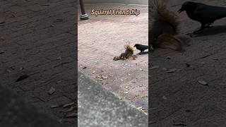 Squirrel Friendship [upl. by Radley]