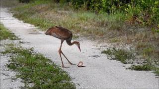 Sandhill Cranes and a snake [upl. by Anirad]